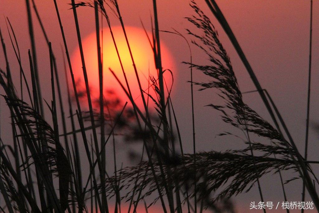 真漂亮！佳能60D騰龍150 600拍的最美不過(guò)夕陽(yáng)紅，溫馨又從容